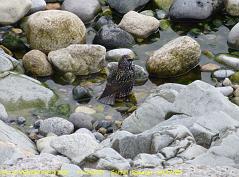 64 - Mi consolo con un bagnetto - I console myself with a bath
